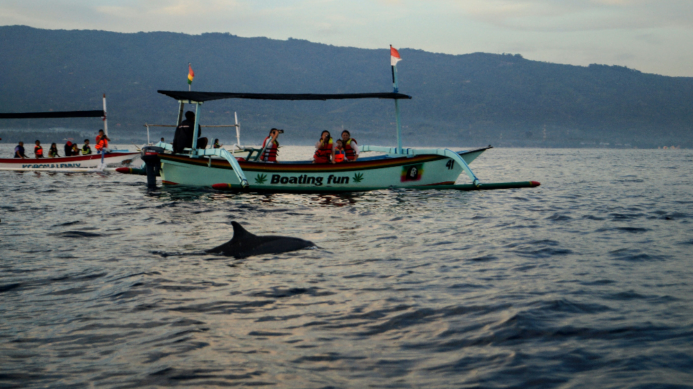 Dolphin Watching in Lovina, Bali